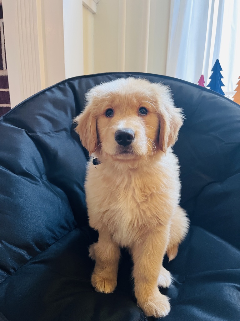 アメリカのペット事情まとめ｜犬・猫の飼い方と現地生活のリアル